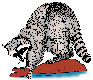 Illustration of raccoon