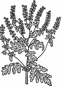 Illustration of ragweed