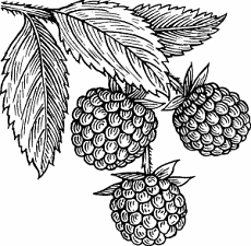 Illustration of raspberry