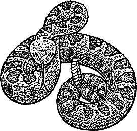 Illustration of rattlesnake