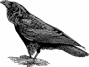 Illustration of raven