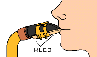 Illustration of reed