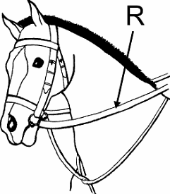 Illustration of rein