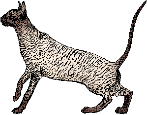 Illustration of rex