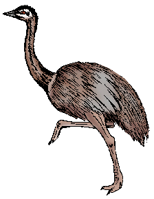 Illustration of rhea