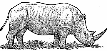 Illustration of rhinoceros