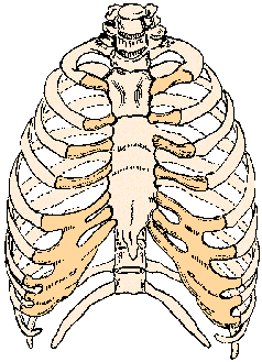 Illustration of rib