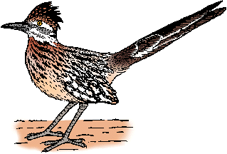 Illustration of roadrunner