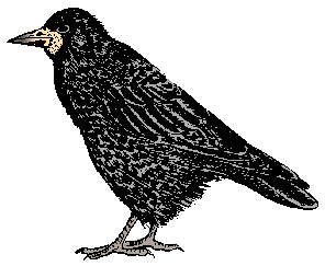 Illustration of rook