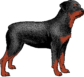 Illustration of rottweiler