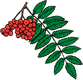 Illustration of rowan