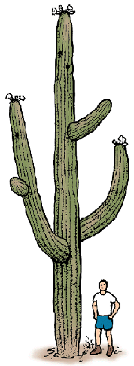 Illustration of saguaro