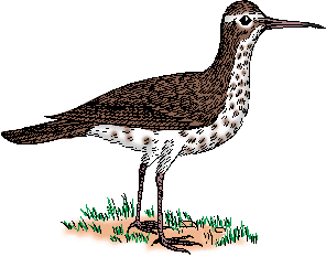 Illustration of sandpiper