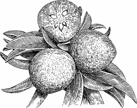 Illustration of sapodilla