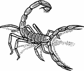 Illustration of scorpion