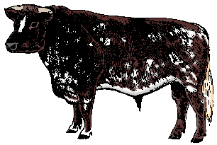 Illustration of shorthorn