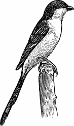 Illustration of shrike