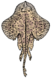 Illustration of skate