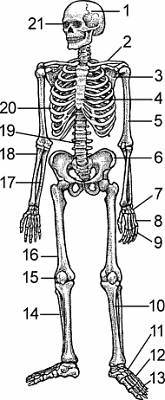Illustration of skeleton