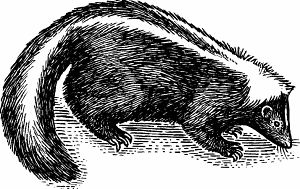 Illustration of skunk
