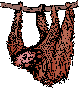 Illustration of sloth