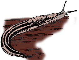 Illustration of slug