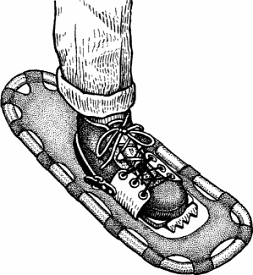 Illustration of snowshoe