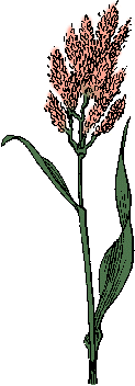 Illustration of sorghum