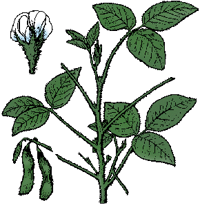 Illustration of soybean