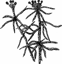 Illustration of sphagnum