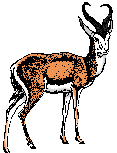 Illustration of springbok