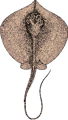 Illustration of stingray