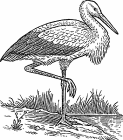 Illustration of stork