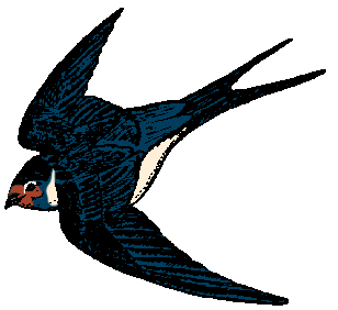 Illustration of swallow