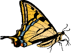 Illustration of swallowtail