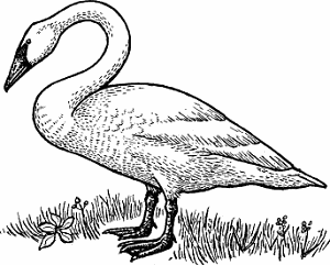 Illustration of swan
