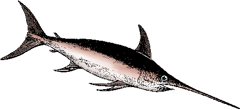 Illustration of swordfish