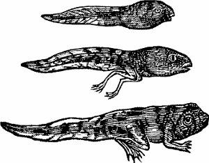 Illustration of tadpole