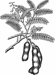 Illustration of tamarind