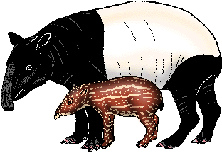 Illustration of tapir