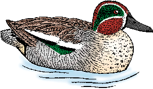 Illustration of teal