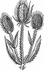 Illustration of teasel