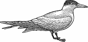 Illustration of tern