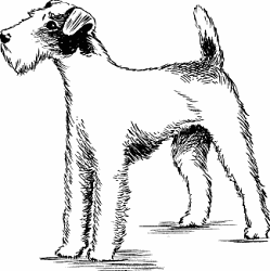 Illustration of terrier