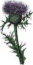 Illustration of thistle