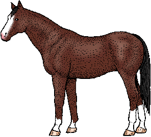 Illustration of thoroughbred