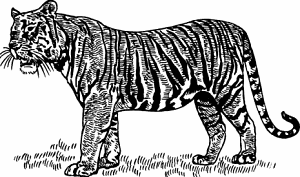 Illustration of tiger