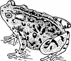 Illustration of toad