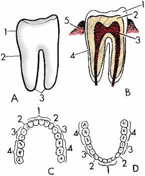 Illustration of tooth