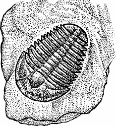 Illustration of trilobite